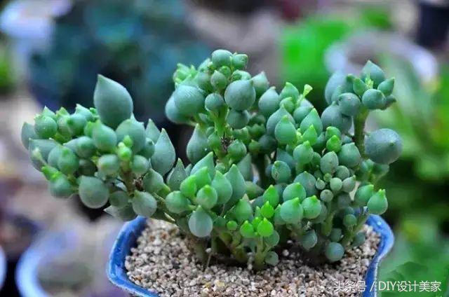 看看这些售价万元的多肉你认识几个