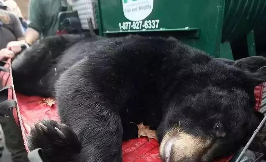 熊孩子脚踩爸妈被打,熊宝宝被钢钉打