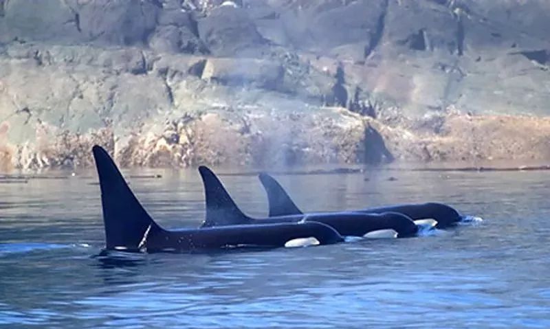 代购究竟有多暴利,做代购那些离谱事件