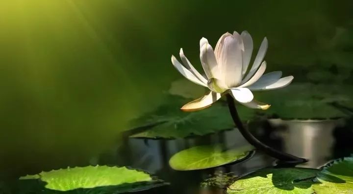 那些年背过的文言文,那些年倒背如流的25篇经典古文