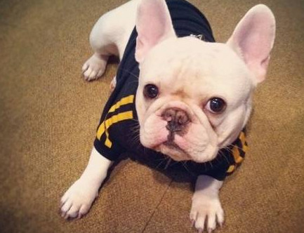 细小病毒治疗要多少钱,细小病毒在家治疗方法