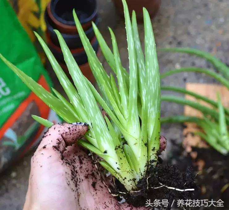 盆栽芦荟越长越高怎么办,为何芦荟不停长侧芽
