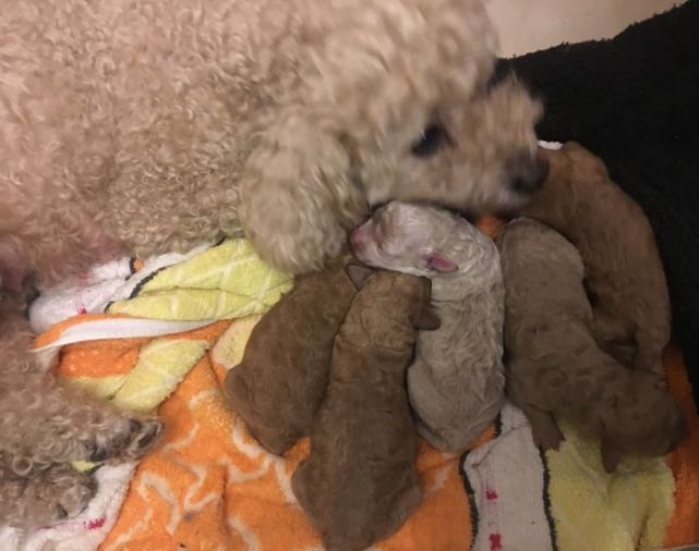 泰迪生完孩子情况,泰迪妈妈生崽