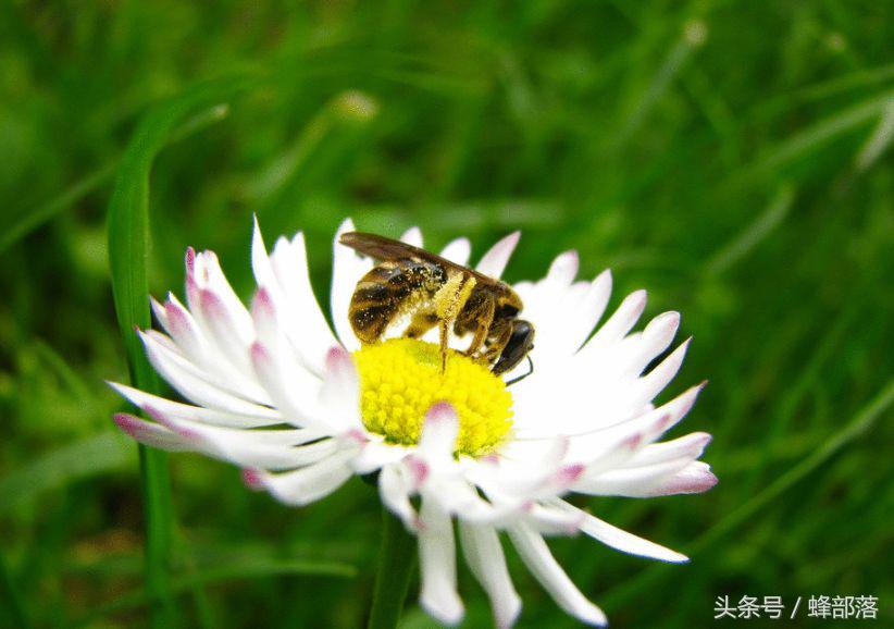 被蜜蜂蛰了针拔不出来怎么办,蜜蜂蜇人后的毒针怎么拔出来