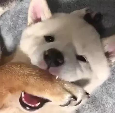 狗狗用小爪爪吃东西,吃货狗狗自己吃