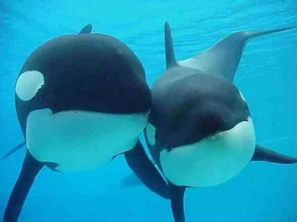 朋友圈里卖低价服装的真相,朋友圈代购低价套路