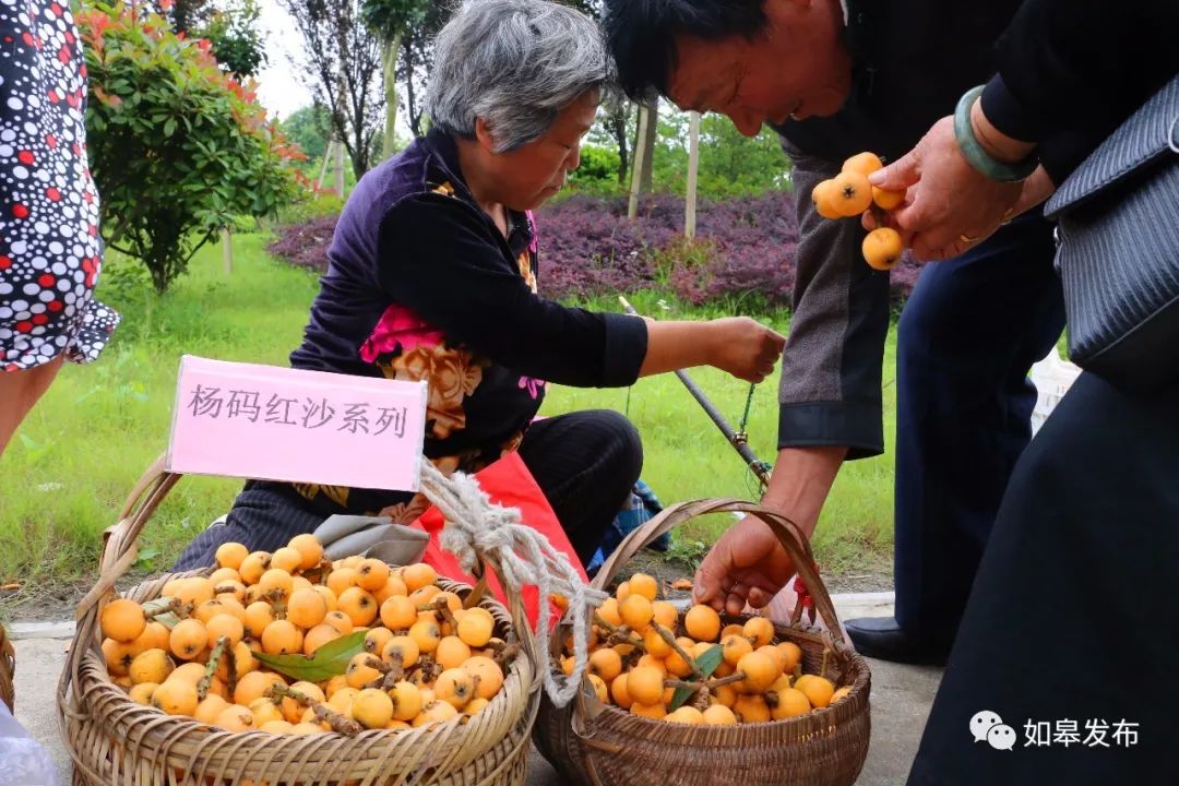 如皋这个地方种了一种神奇的树！树上会掉“金蛋”，“无涌”的人去“抢”！