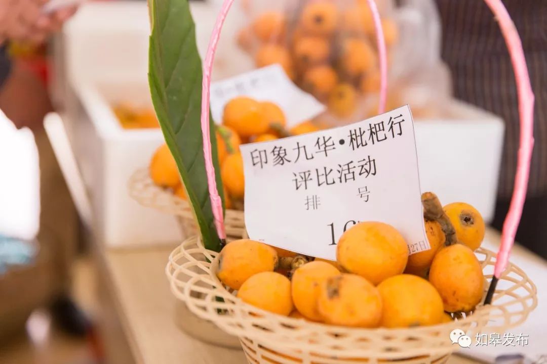 如皋这个地方种了一种神奇的树！树上会掉“金蛋”，“无涌”的人去“抢”！