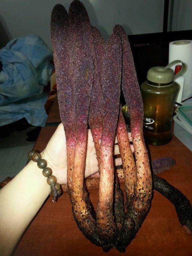 锁阳打粉怎么吃,锁阳打粉吃有什么效果