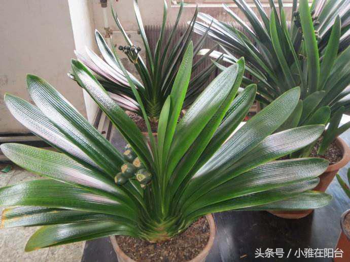 君子兰如何养殖才能长得更旺盛,老花农几招教你怎样养好君子兰