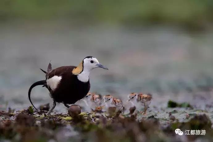 颜值很高,快看!“凤凰”飞回江都花鱼塘啦……周末约拍!