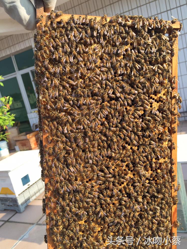 养蜜蜂的技巧和注意事项,养蜜蜂的十大技巧