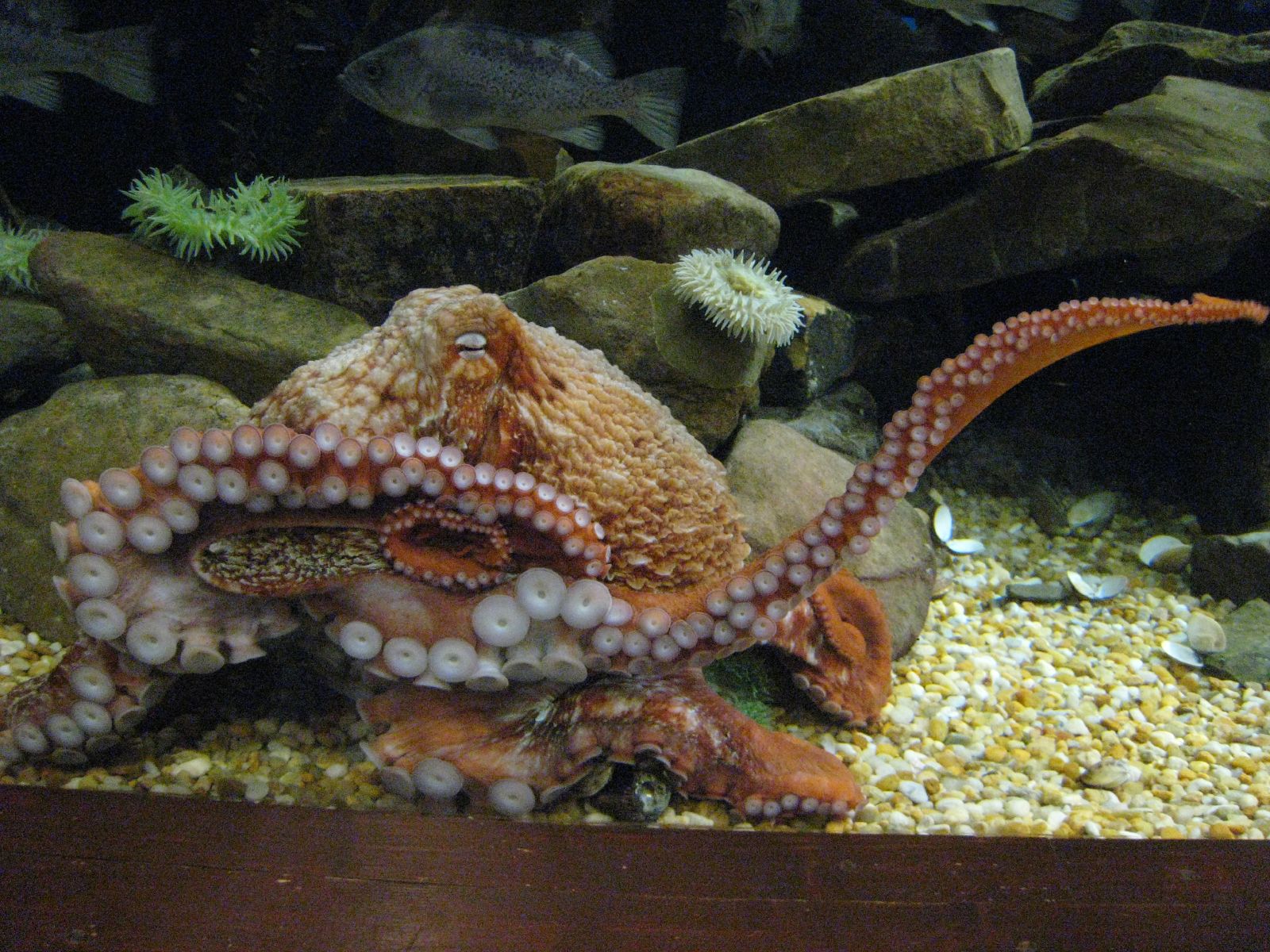 墨鱼乌贼章鱼和鱿鱼是一种动物吗,乌贼八爪章鱼和鱿鱼是同一种鱼吗