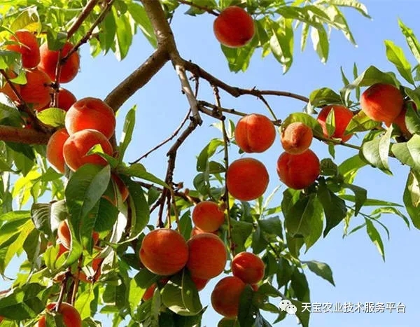 苹果树误喷了除草剂如何抢救,果园用过草甘膦有挽救办法吗