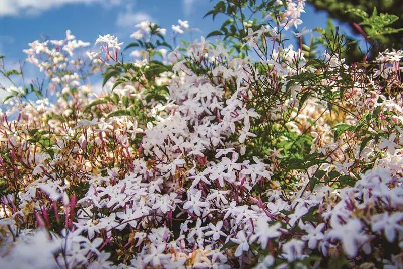 芳香传奇护肤品,芳香传奇诗丽堂