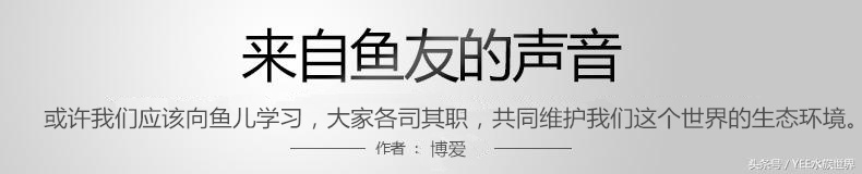 养海水鱼原生海水缸,从养鱼小白到资深鱼友