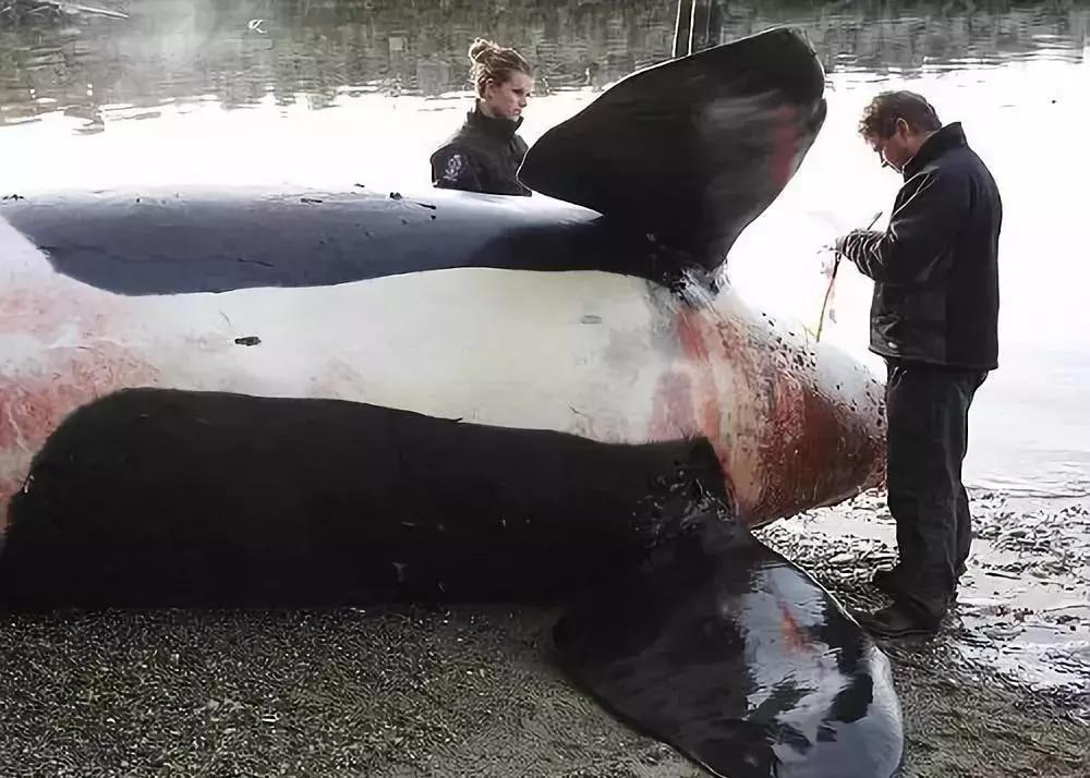 最可怕的代购骗局,朋友圈里卖低价服装的真相