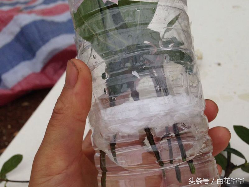 水培植物花多久生根一次,种花怎样才能让它快速生根杀菌