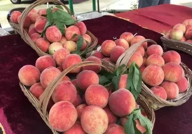 2020成都龙泉桃子采摘,桃子最新采摘视频