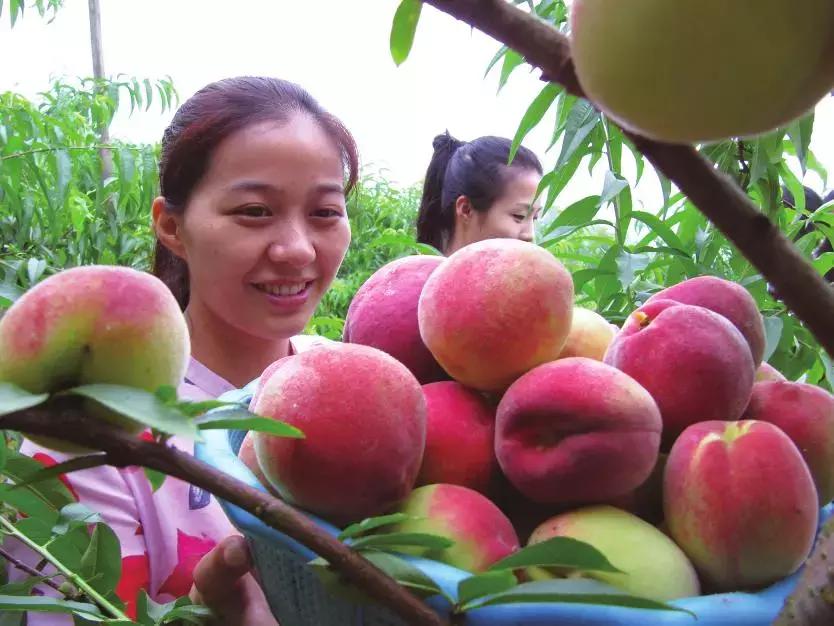 2020成都龙泉桃子采摘,桃子最新采摘视频