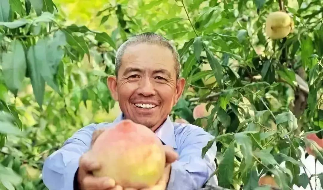 成都摘桃子地方推荐,桃子熟了去摘桃