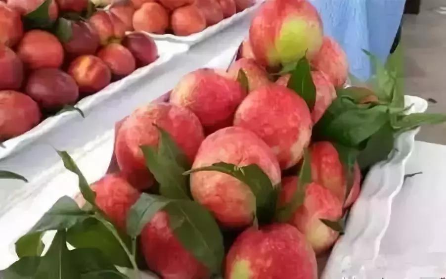 成都摘桃子地方推荐,桃子熟了去摘桃