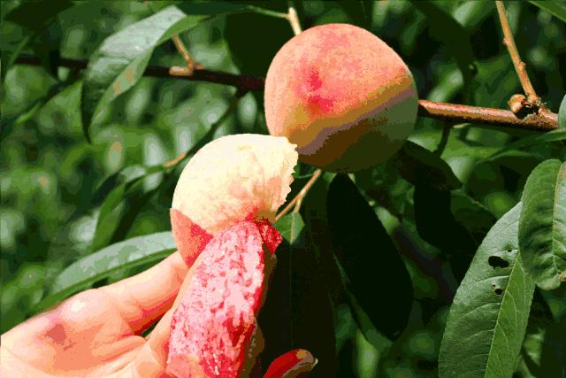 成都摘桃子地方推荐,桃子熟了去摘桃