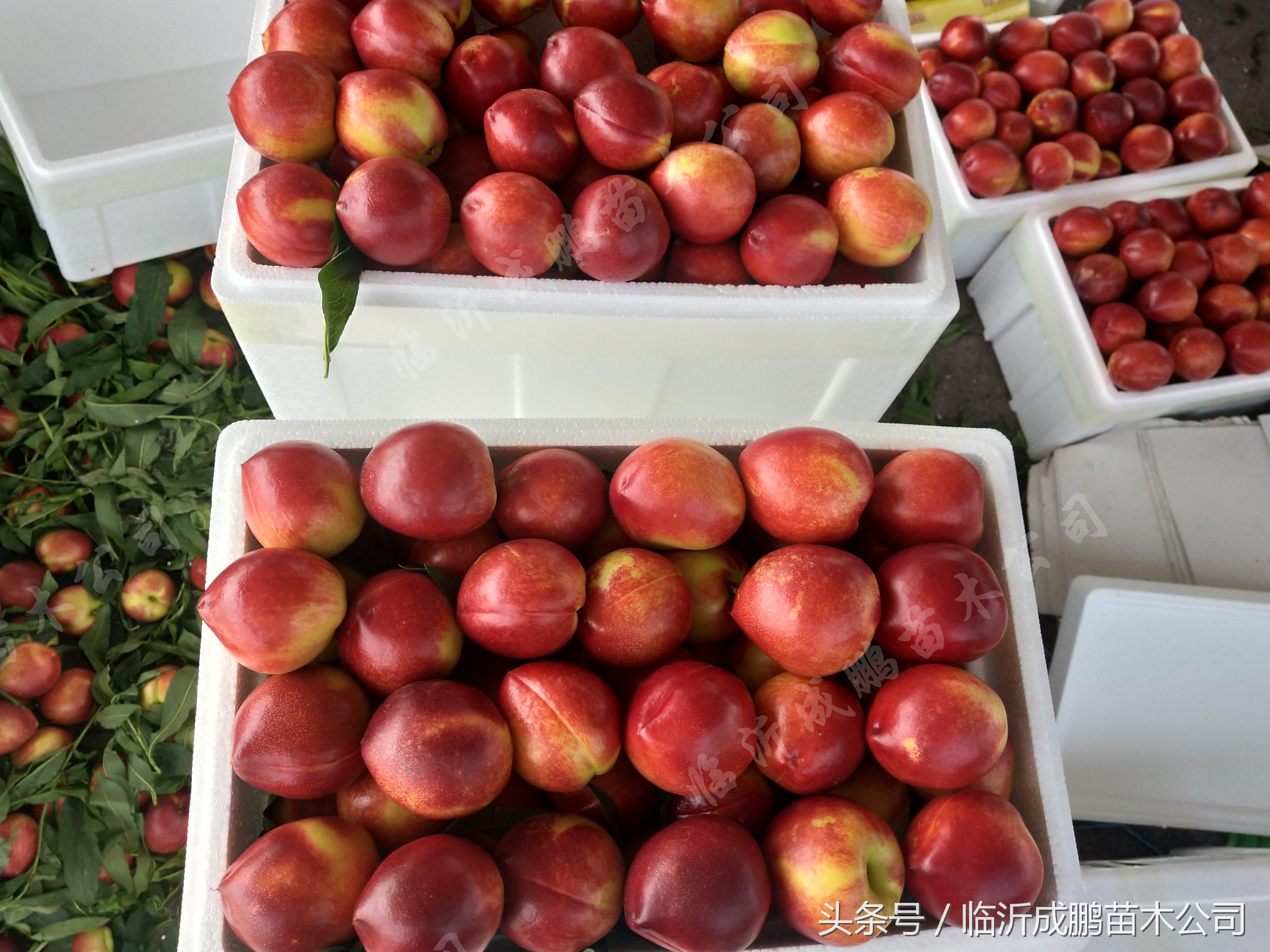 中油19号油桃苗价格,中油19桃苗批发价格