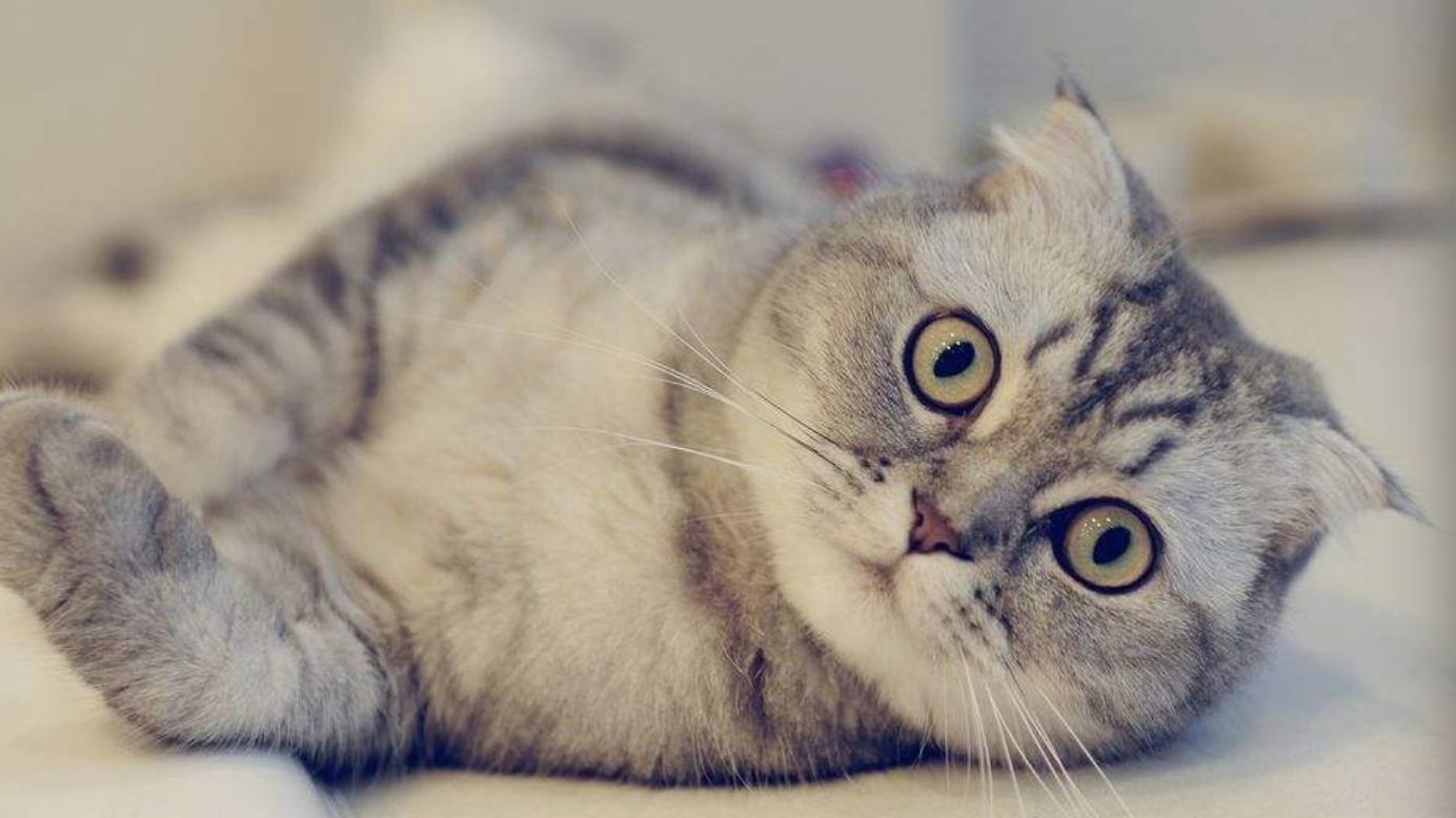 怎么除掉地板上的猫咪尿味,猫咪求救的19种表现