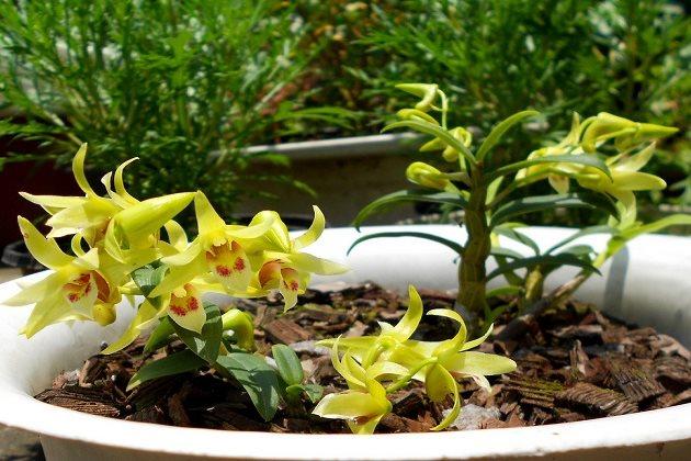 石斛的养殖方法和注意事项,水晶石斛和泼墨石斛哪个好养