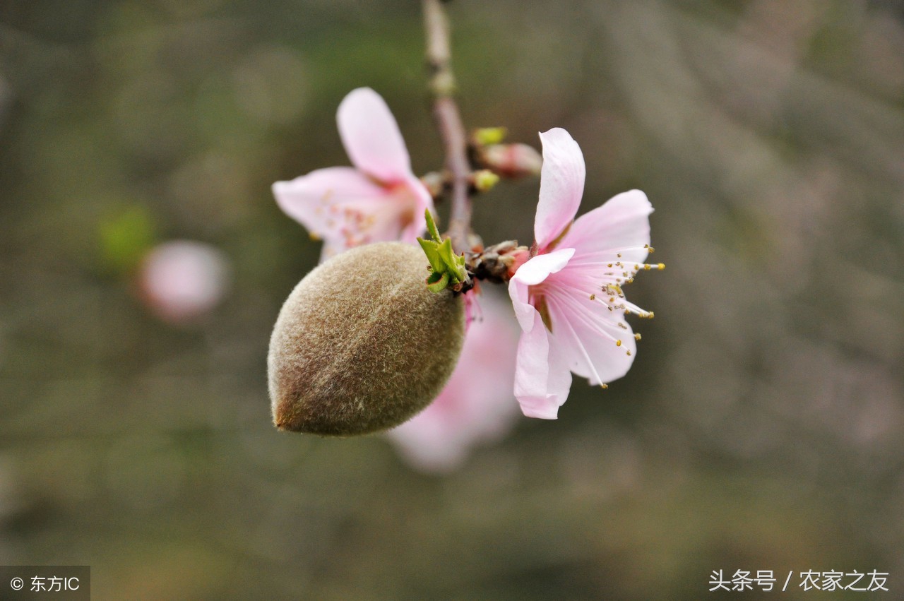 桃树的药用价值,桃树枝子有哪些药用价值