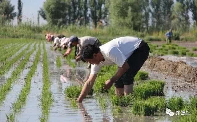 北大才女卖米演讲,北大才女卖米原因