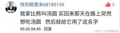 最强宠物中的宠物排名前十,史上最真实的宠物