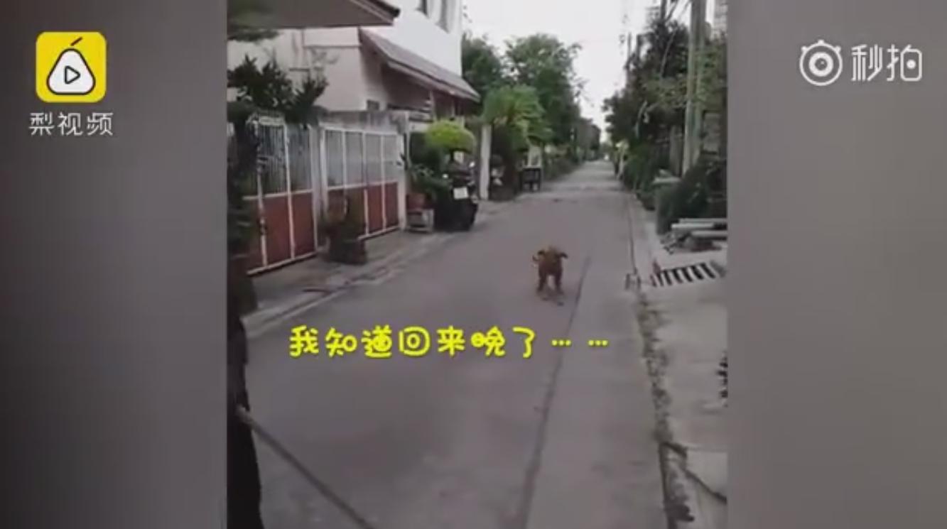 男子科二考试打电话给教练,男子学车碰到教练