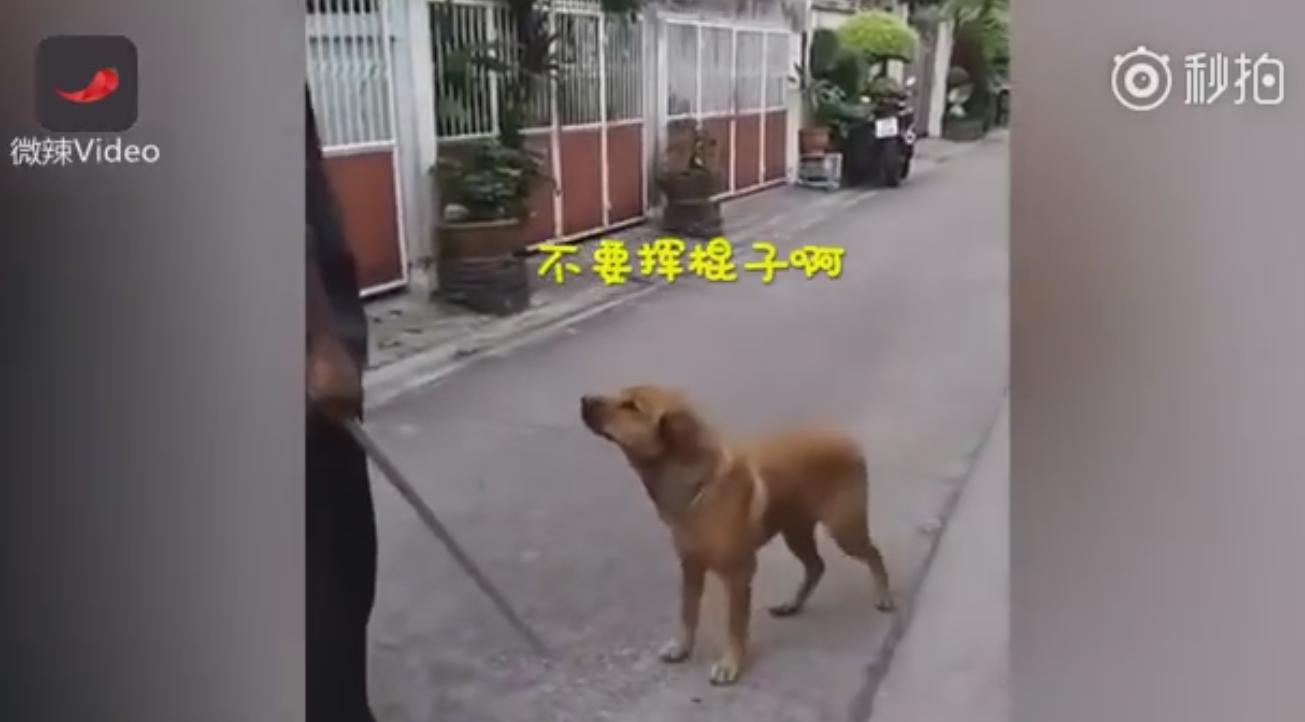 男子科二考试打电话给教练,男子学车碰到教练