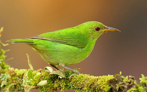 英语单词let的意思和词性,let短语归纳