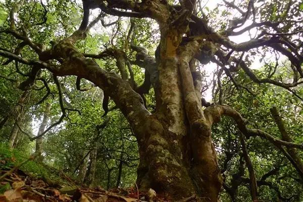几百块的昔归冰岛布朗山老班章,冰岛昔归易武老班章