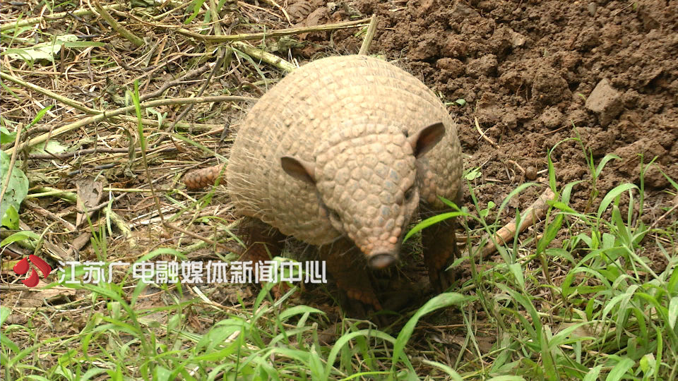 世界杯巴西吉祥物,2017巴西世界杯吉祥物