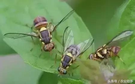 柑橘常见虫害图片大全,柑橘虫害图谱大全来了建议收藏