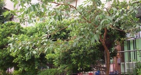 喝番石榴树皮有什么好处,番石榴树叶的功效与作用及食用