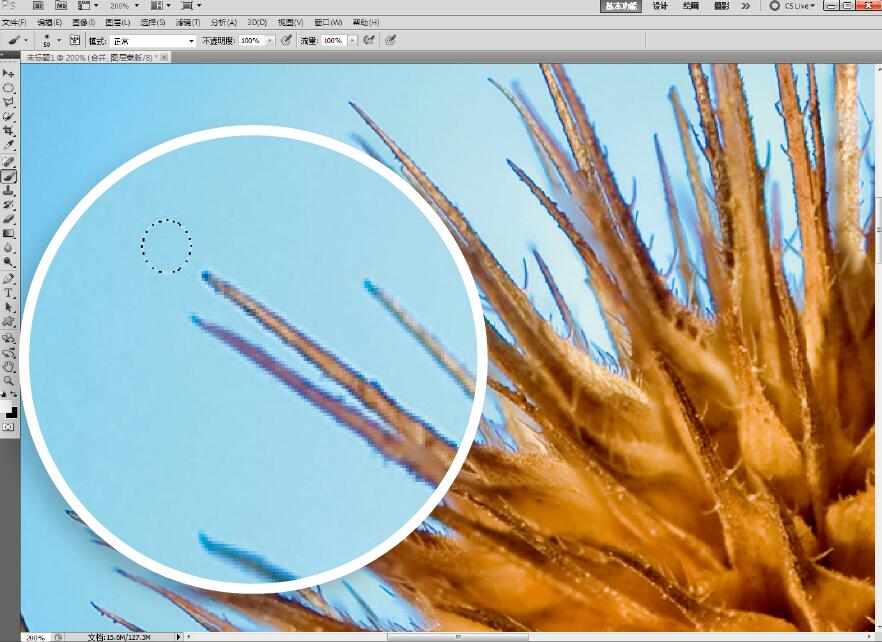 微距摄影后期合成,微距照片景深合成