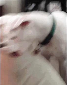 被狗猫抓伤要不要打疫苗,被家养的打过狂犬疫苗的猫抓伤