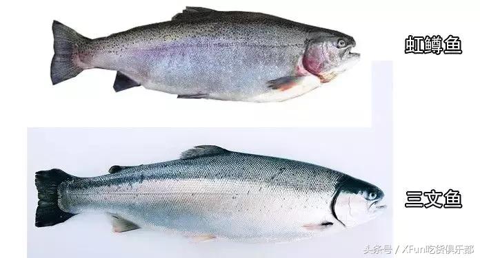 真假三文鱼完整版,真假三文鱼怎么区分