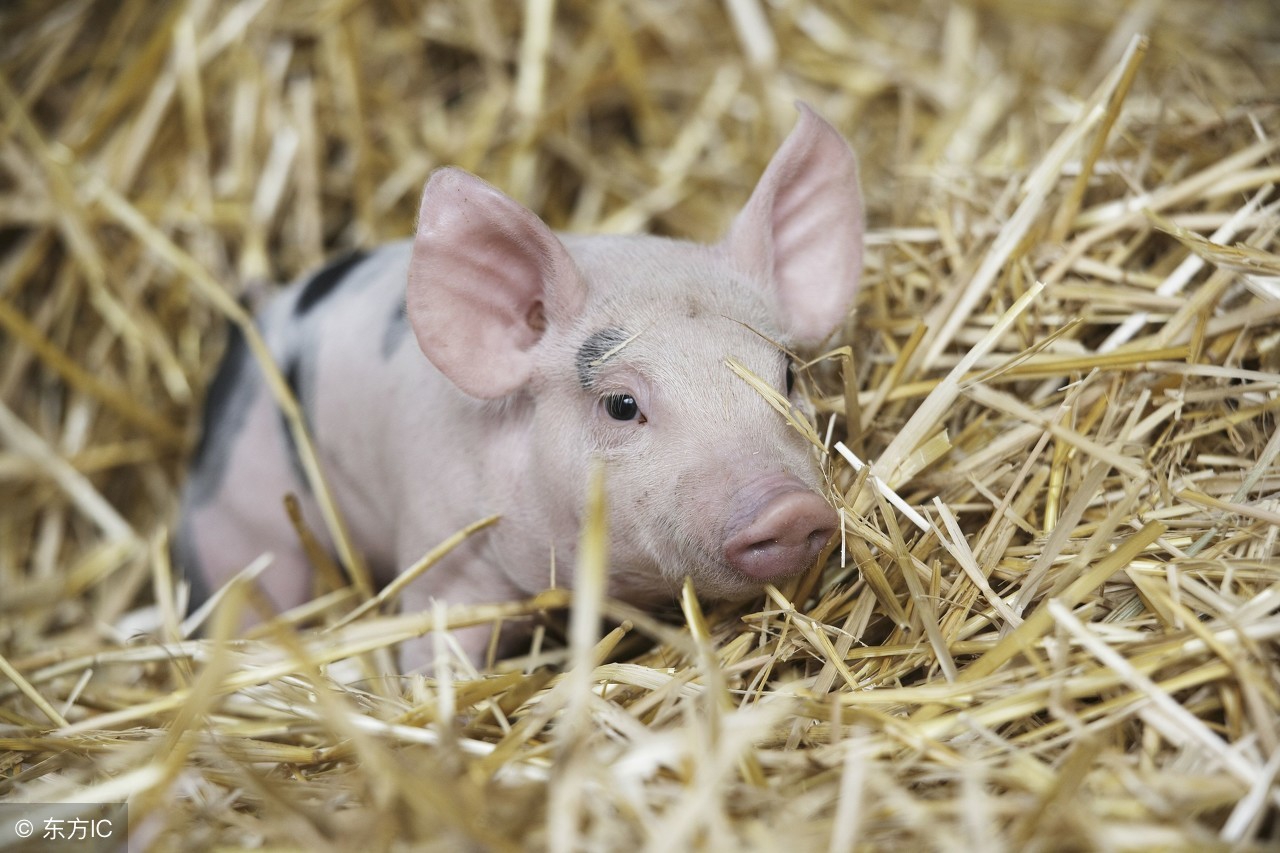 原来母猪无乳可以这样治！多年养猪人三招教你搞定母猪无乳综合征