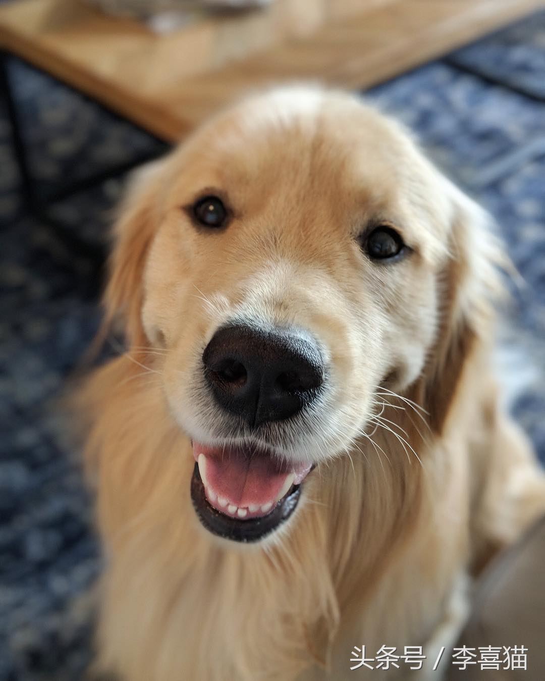 边牧比哈士奇精力更旺盛,比金毛还大的边牧