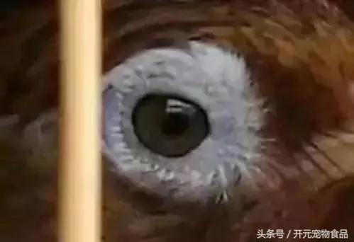 极品画眉鸟头型显示大图,极品画眉斗鸟选择