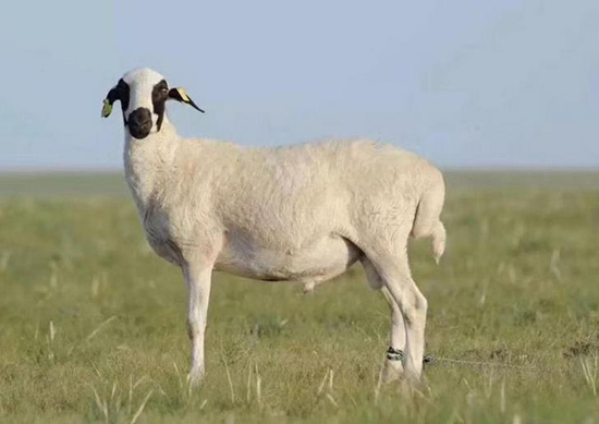 内蒙锡林郭勒羊肉口碑最好的,锡林郭勒草原羊扬名天下