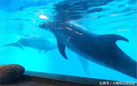 吃遍全大连,吃遍大连