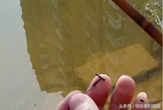 怎么应对小杂鱼闹窝,应对小杂鱼闹钩方法技巧