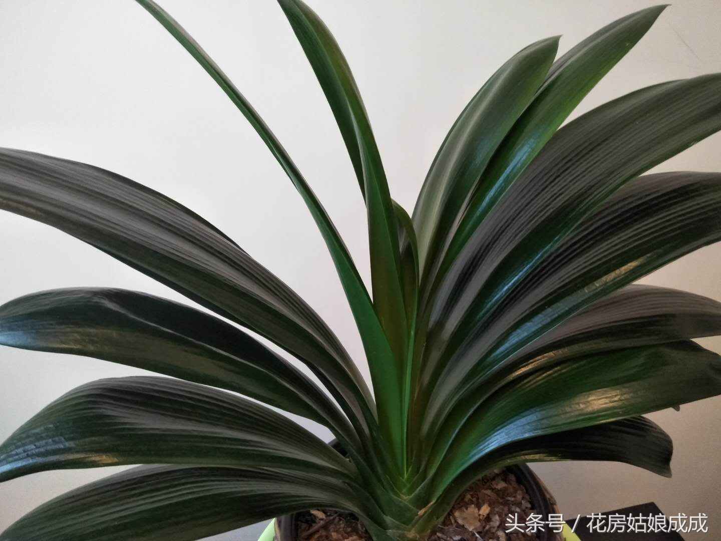 君子兰的叶子不整齐怎么处理,君子兰叶子不好看的正确方法